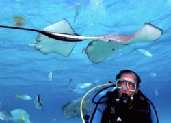 Sunset Divers Stingray